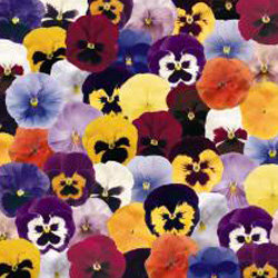 Виола крупноцветковая Инспайер Микс (1000 штук)