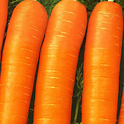 Морковь Форто (500гр)