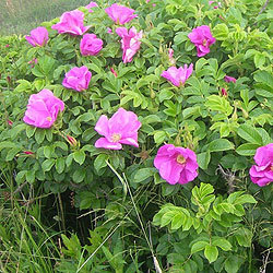 Роза морщинистая Рубра (5 шт)