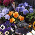 Виола крупноцветковая Иона Микс (1000 штук)