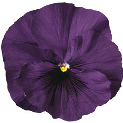 Виола крупноцветковая Дельта Пьюр Виолет (1000 штук)