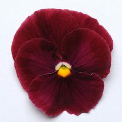 Виола крупноцветковая Матрикс Роуз (100 штук)