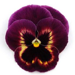 Виола крупноцветковая Матрикс Сангрия (100 штук)
