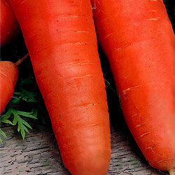 Морковь Шантенэ 2461 (500 гр)