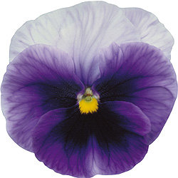 Виола крупноцветковая Динамит Бекон Блю (1000 штук)