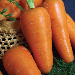 Морковь Шантенэ Королевская (500 гр)
