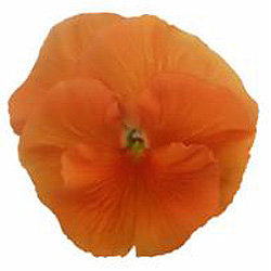 Виола крупноцветковая Динамит Оранж (100 штук)