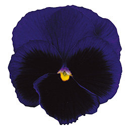 Виола крупноцветковая Динамит Дип Блю виз Блотч (1000 штук)