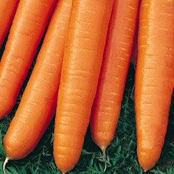 Морковь Фараон (200гр)