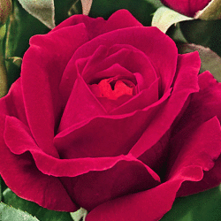 Роза чайно-гибридная Дам де Кёр (3 шт)