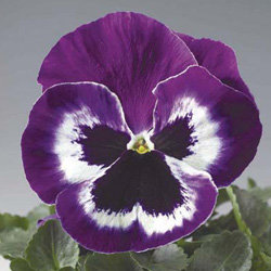 Виола крупноцветковая Дельта Виолет энд Вайт (100 штук)