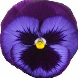 Виола крупноцветковая Динамит Блю Джинс (1000 штук)