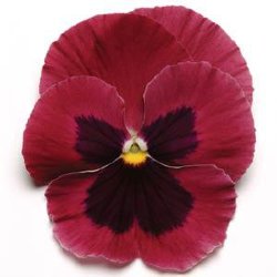 Виола крупноцветковая Матрикс Роуз блотч (1000 штук)