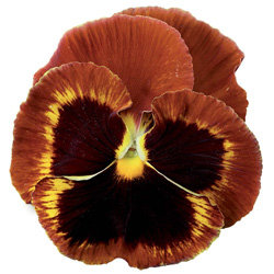 Виола крупноцветковая Колоссус Файр (1000 штук)