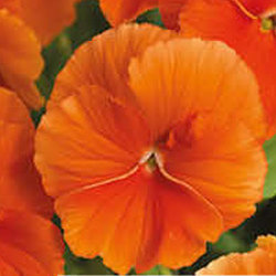 Виола крупноцветковая Дельта Пьюр Оранж (100 штук)
