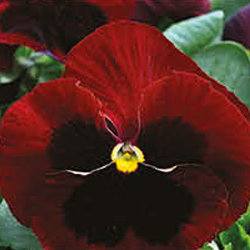 Виола крупноцветковая Колоссус Ред виз Блотч (100 штук)