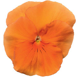 Виола крупноцветковая Дельта Пьюр Оранж (1000 штук)