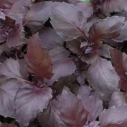 Базилик овощной Пурпурные звезды (100 гр)