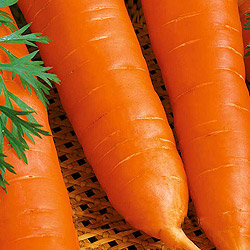 Морковь Королева осени 