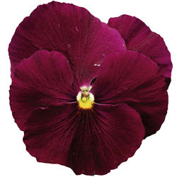 Виола крупноцветковая Колоссус Пьюр Роуз (1000 штук)