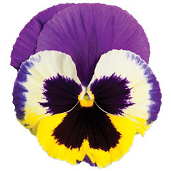 Виола крупноцветковая Колоссус Триколор (1000 штук)