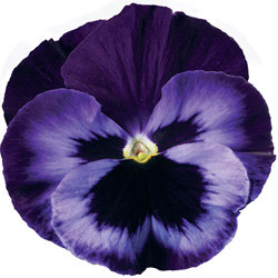 Виола крупноцветковая Дельта Неон Виолет (100 штук)