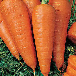Морковь Флакке 