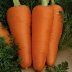Морковь Шантенэ Роял (500 гр)