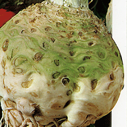 Сельдерей корневой Корневой Грибовский (100 гр)