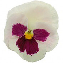 Виола крупноцветковая Динамит Вайт виз Роуз Блотч (100 штук)