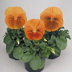 Виола крупноцветковая Кетс Оранж 