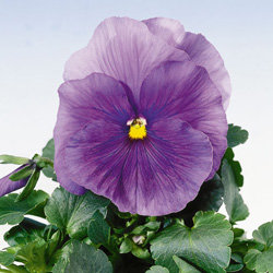 Виола крупноцветковая Селло Пьюр Лайт Блю (100 штук)