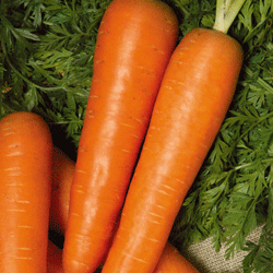 Морковь Берликум Роял (200гр)